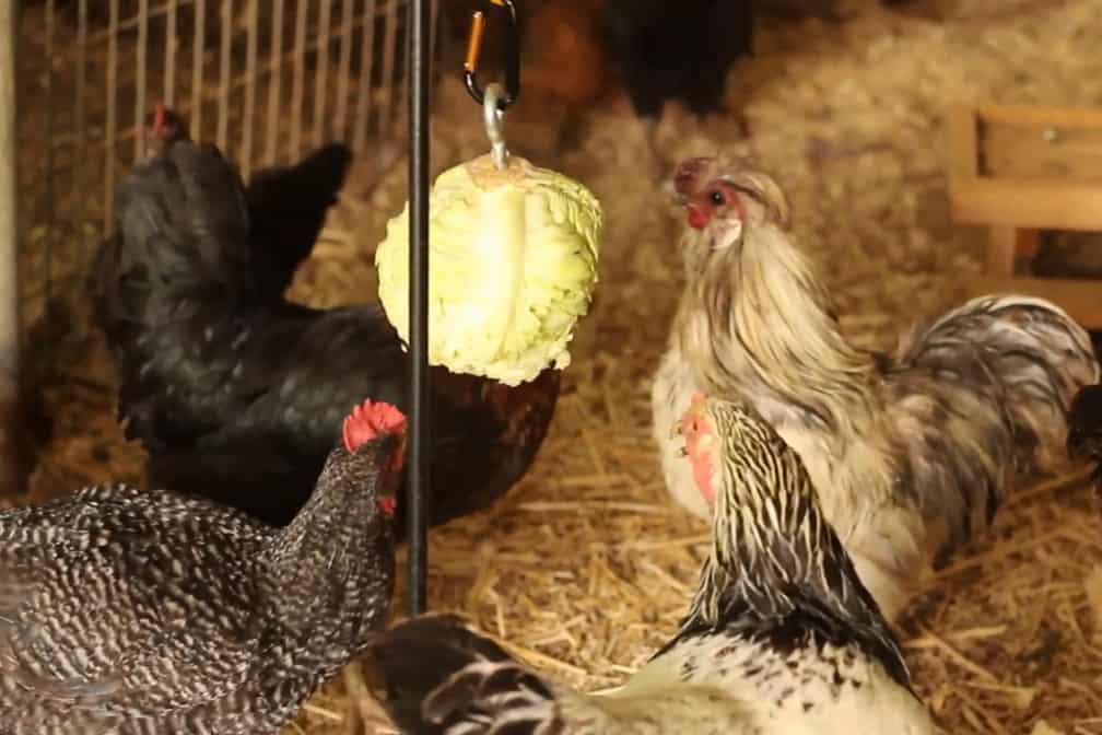 las gallinas pueden comer repollo