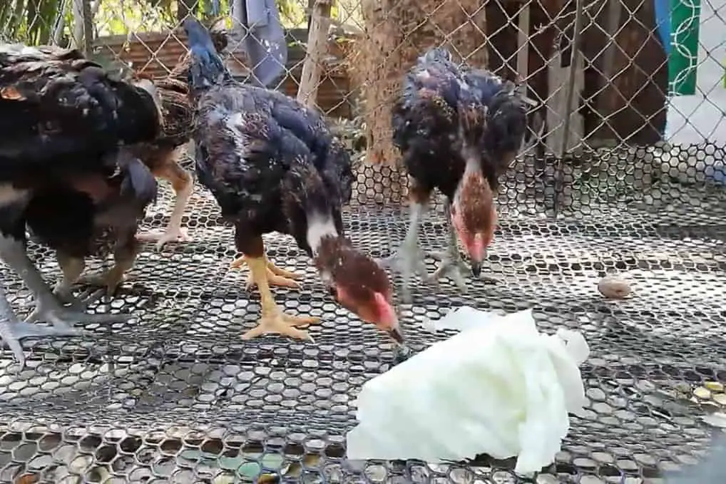 repollo para pollos