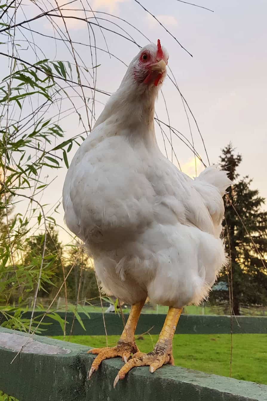 Pollo Roca Blanca