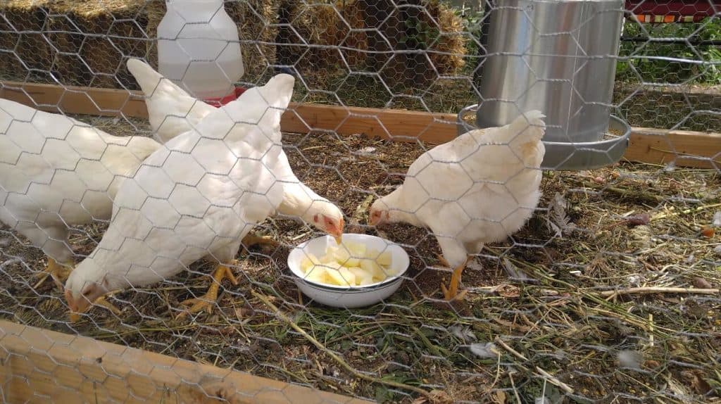 gallina de roca blanca