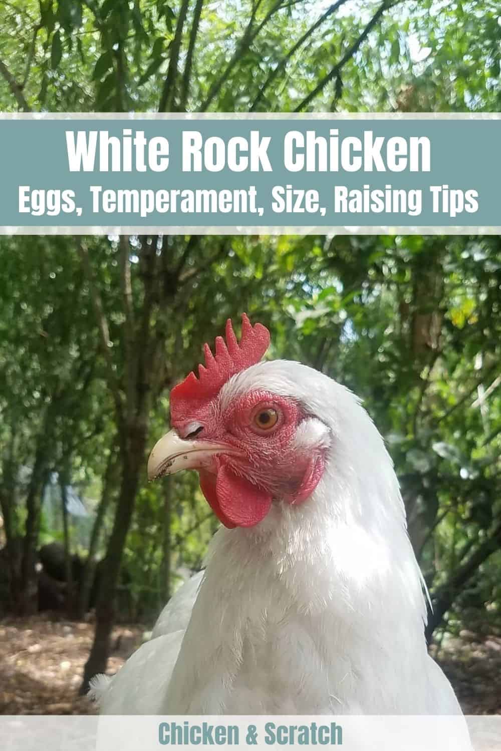 gallo de roca blanca