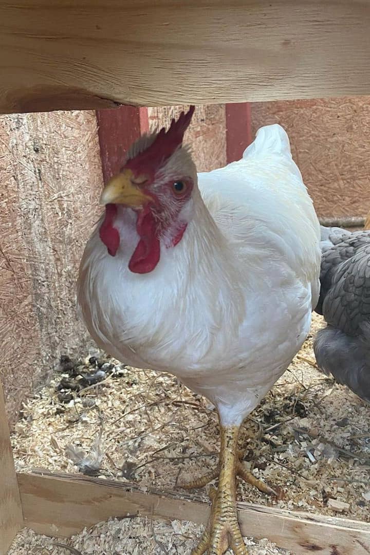 gallina de roca blanca