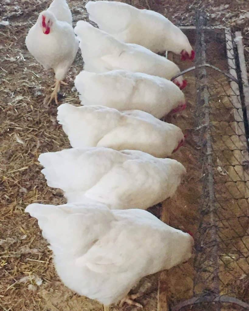 gallina de roca blanca