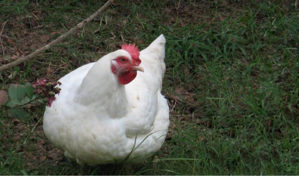 pollo blanco plymouth rock