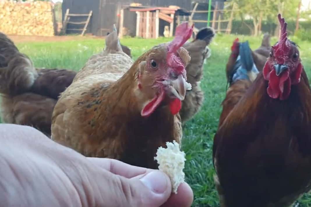¿Puedes alimentar con pan a las gallinas?