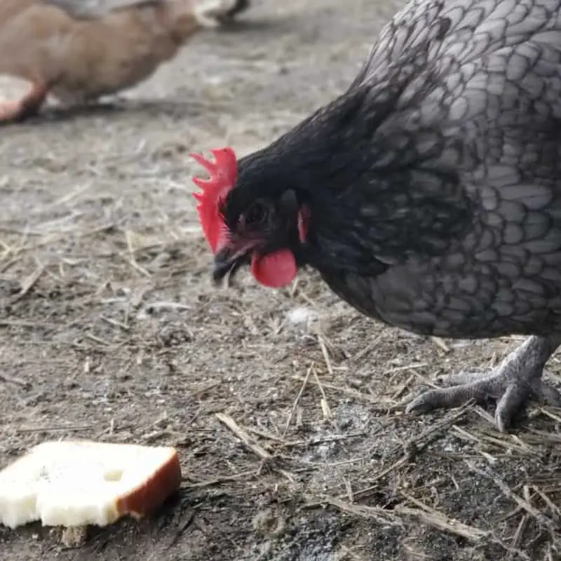 alimentar pollos pan