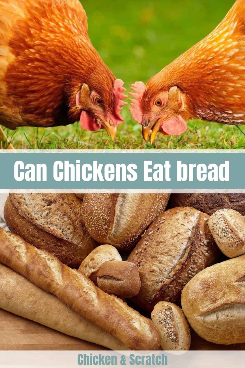 ¿Pueden los pollos tener pan?