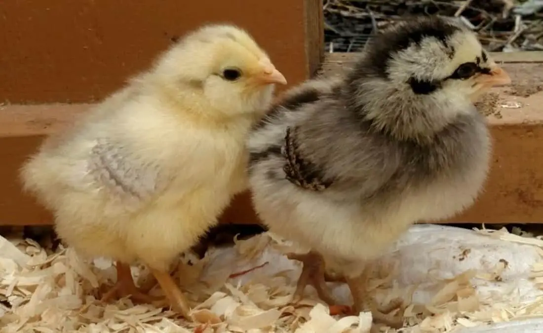pan para pollos