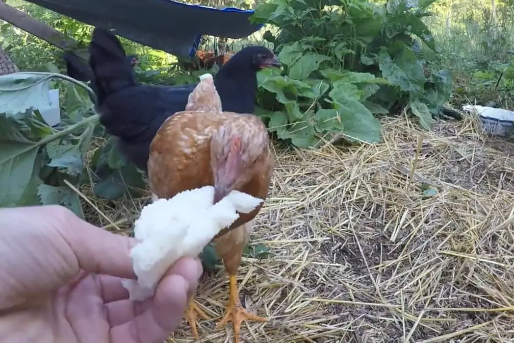 alimentar con pan a las gallinas