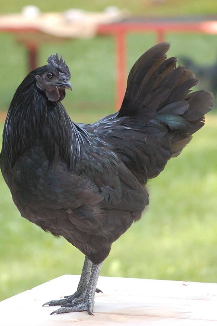 Pollo Svart Hona