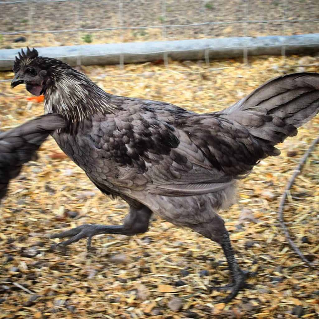 pollos svart hona