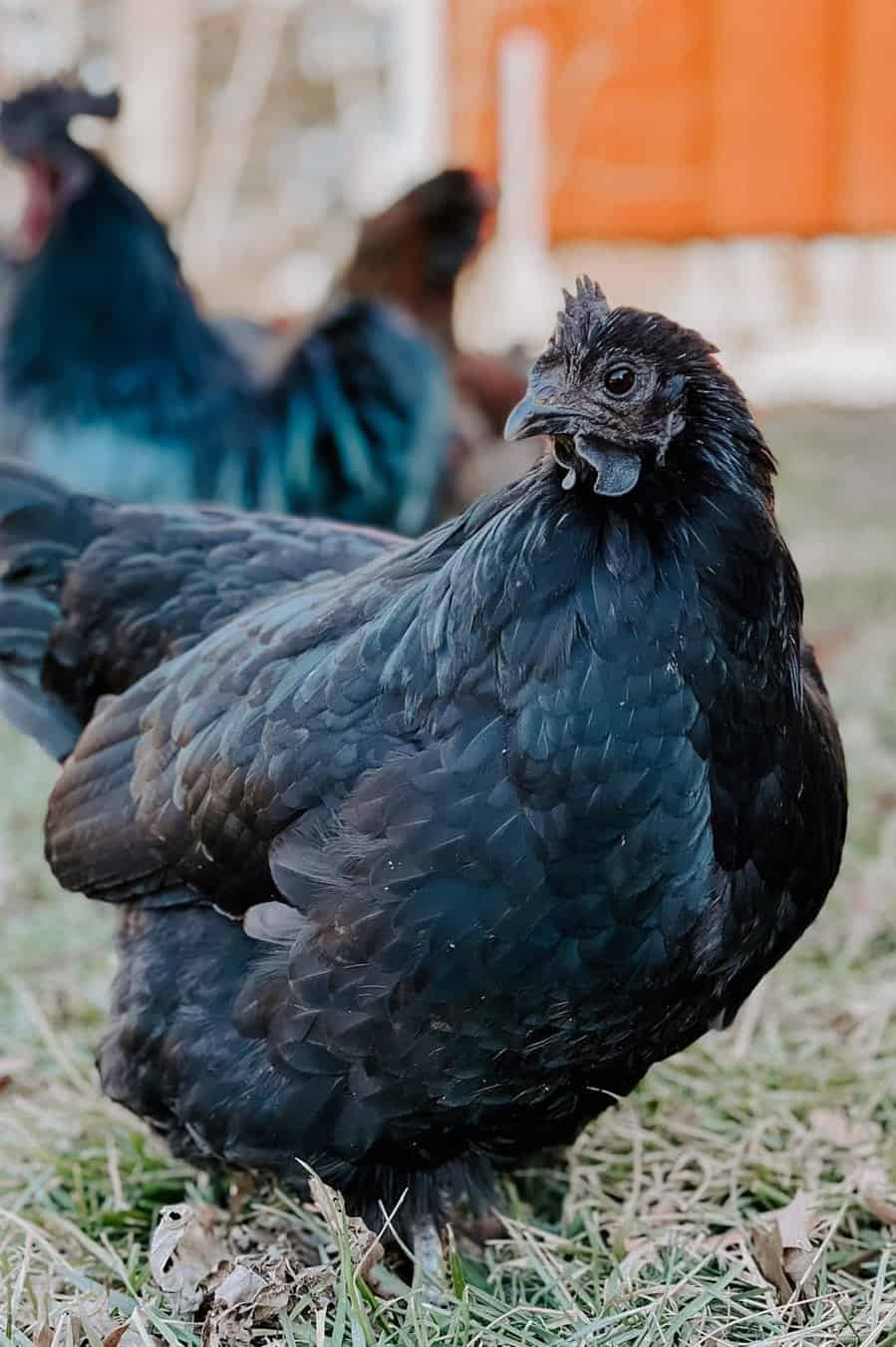 gallina negra sueca