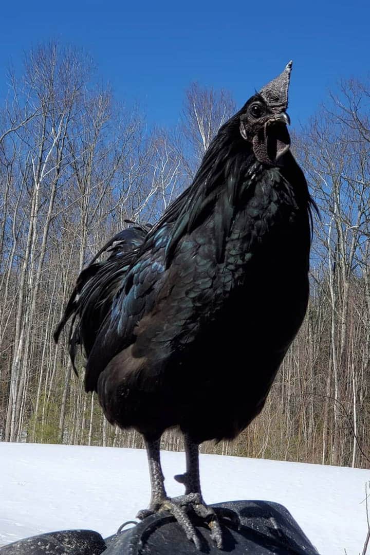 Gallo Svart Hona
