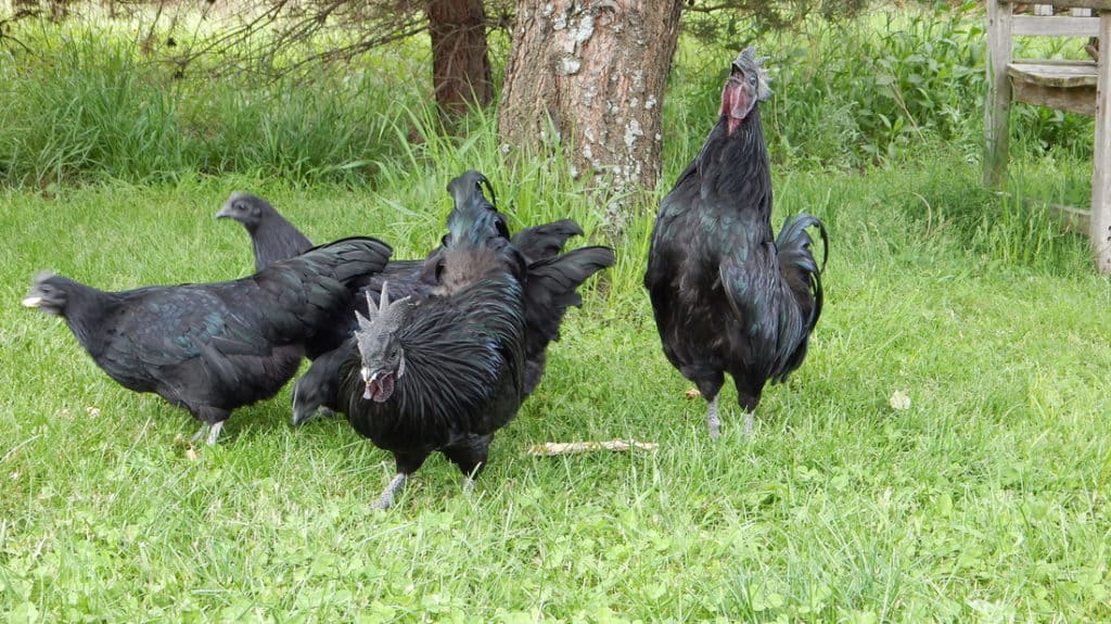 pollos svart hona