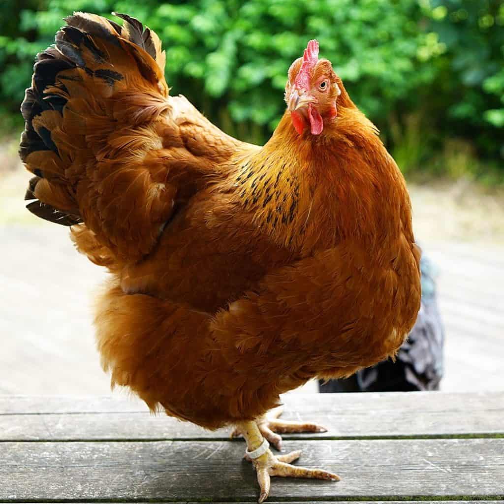pollo nuevo hampshire