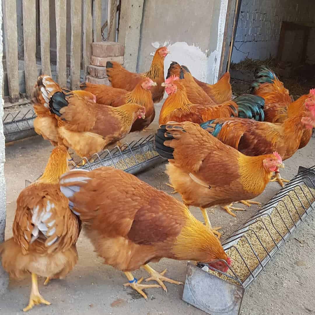 hechos del pollo rojo new hampshire