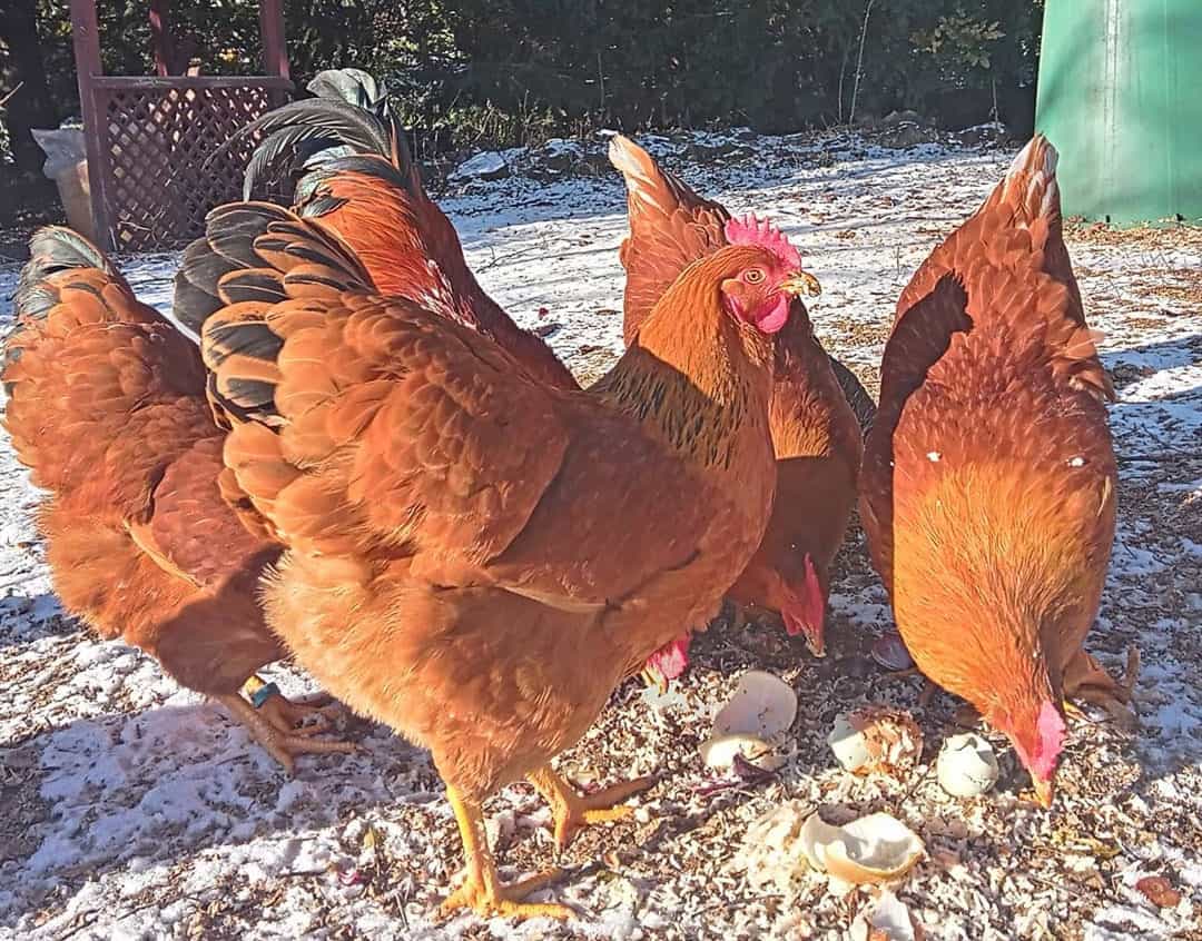gallo de nueva hampshire
