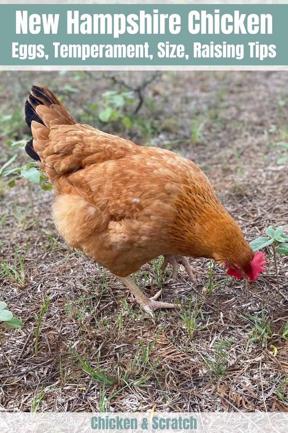pollo rojo new hampshire Fotografías