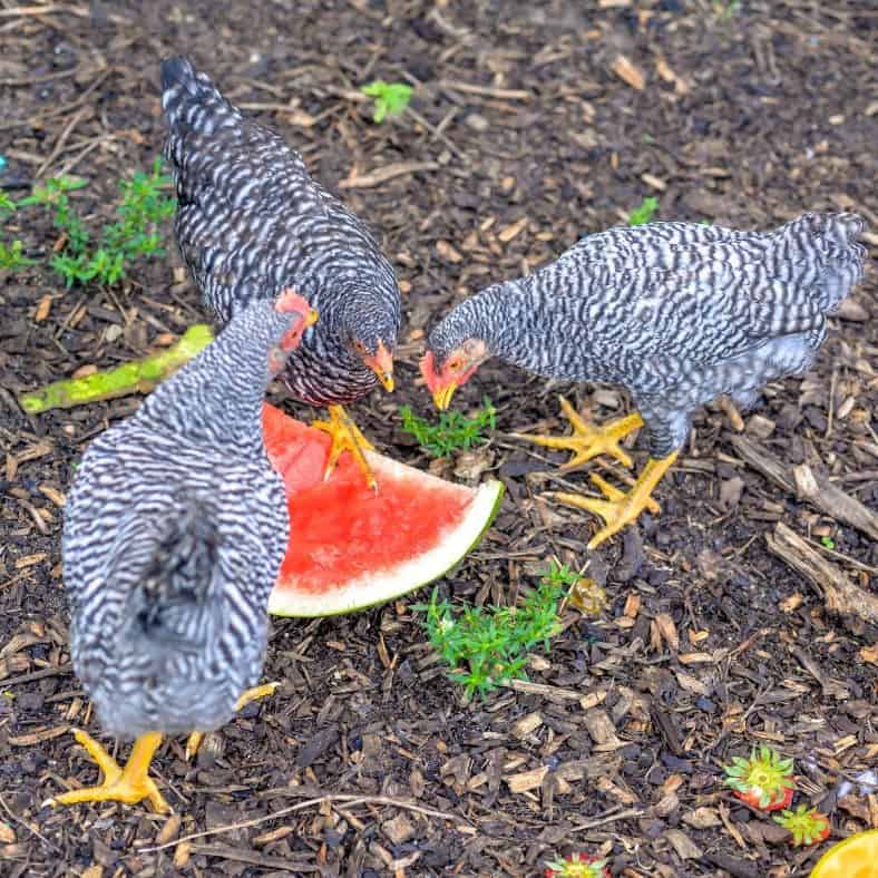 las gallinas comen sandia