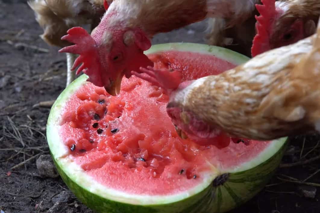 ¿Pueden los pollos comer semillas de sandía?