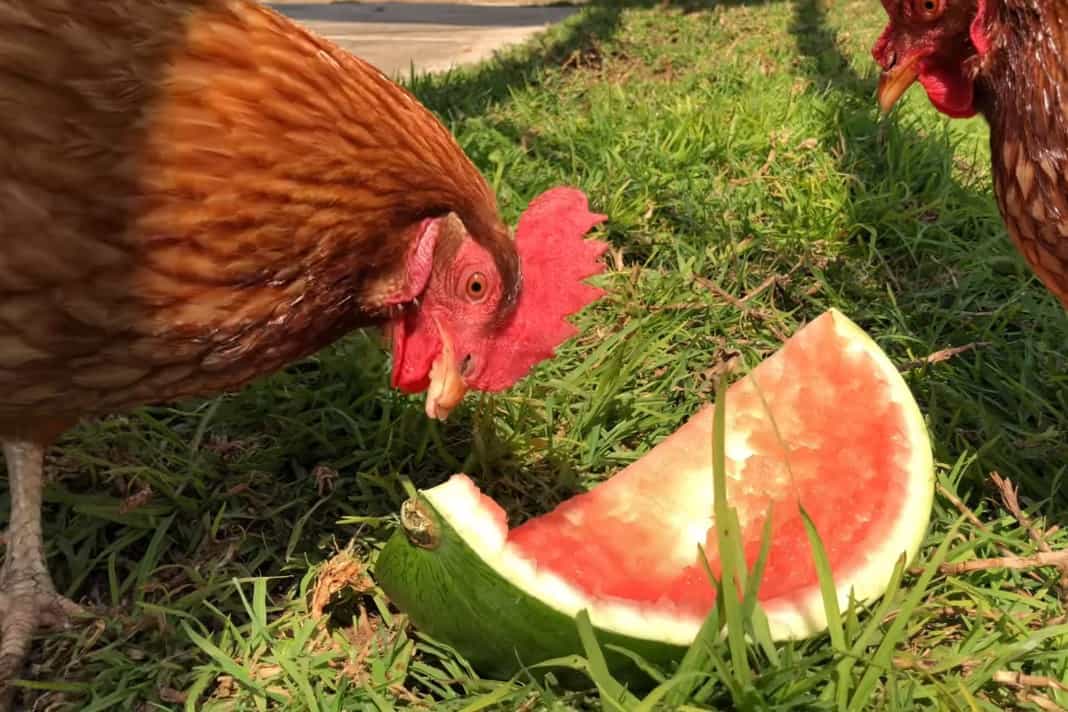 ¿Pueden los pollos comer cáscara de sandía?