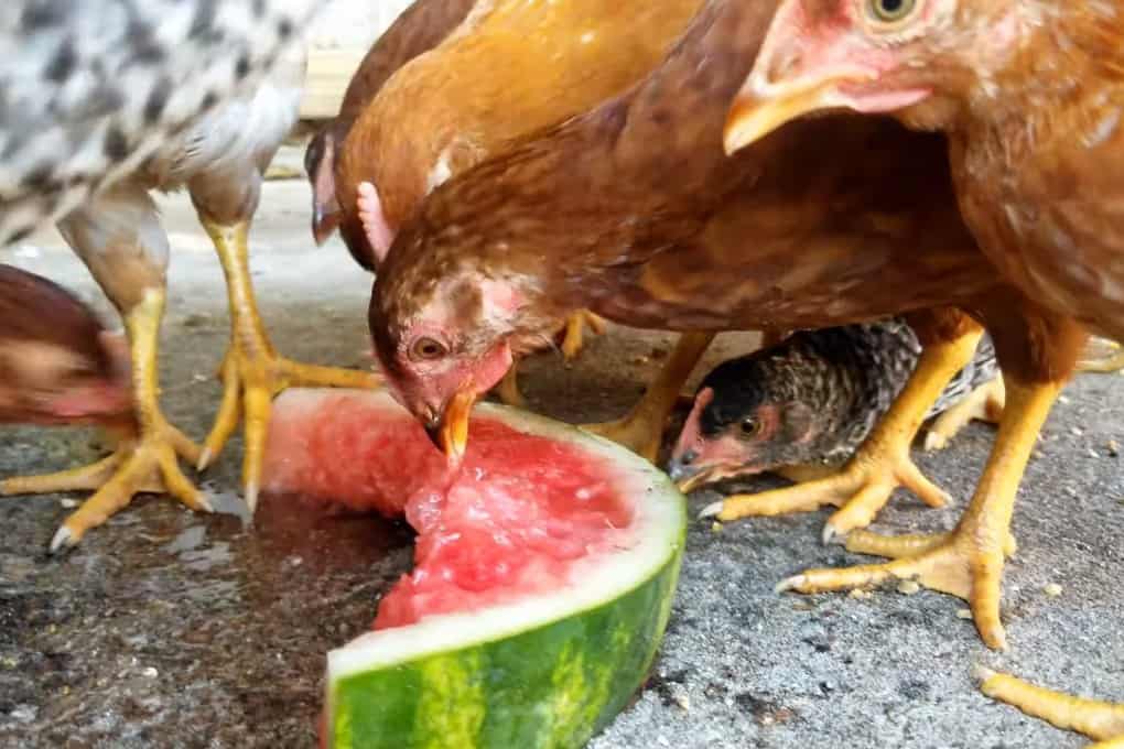 pollo a la sandia