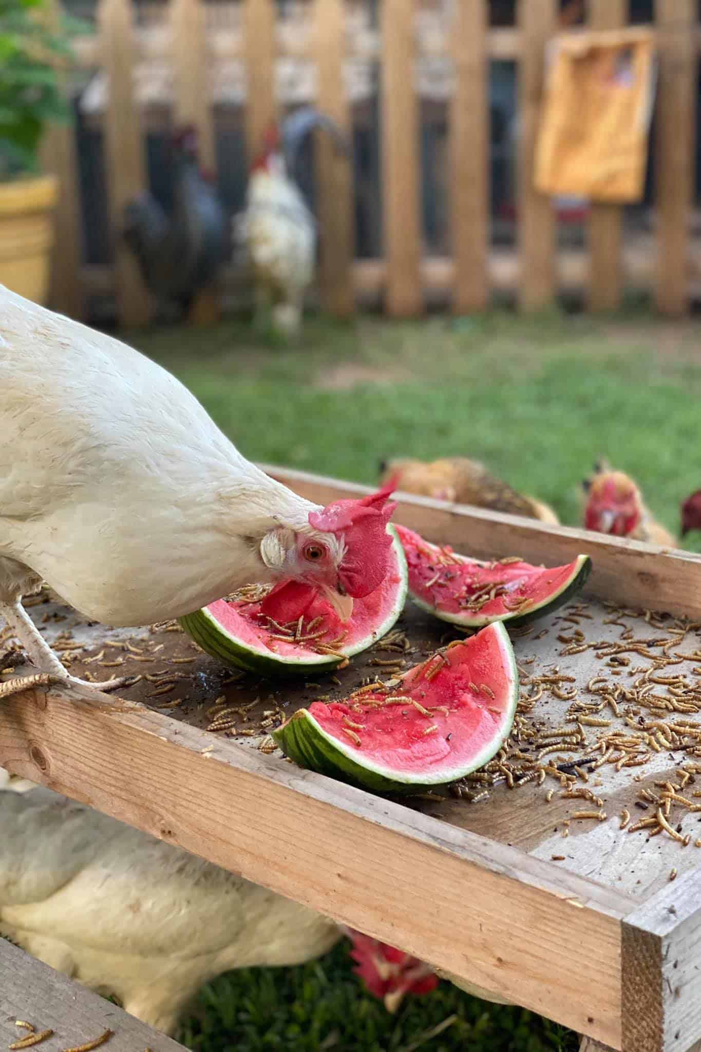 sandía de pollo