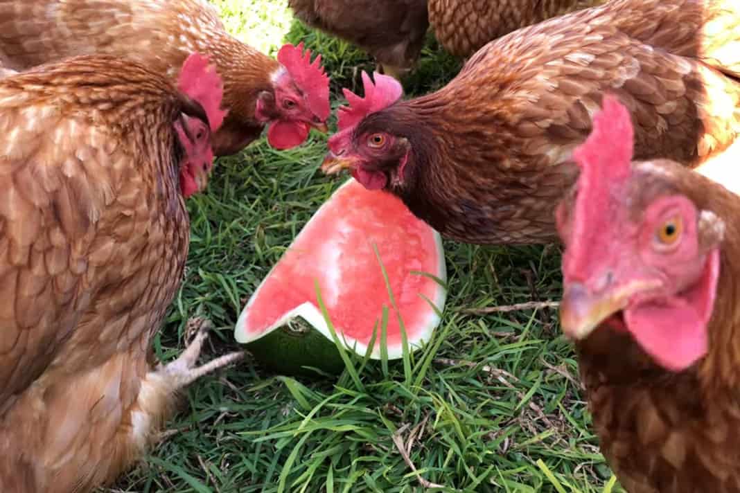 ¿Pueden los pollos comer cáscaras de melón?