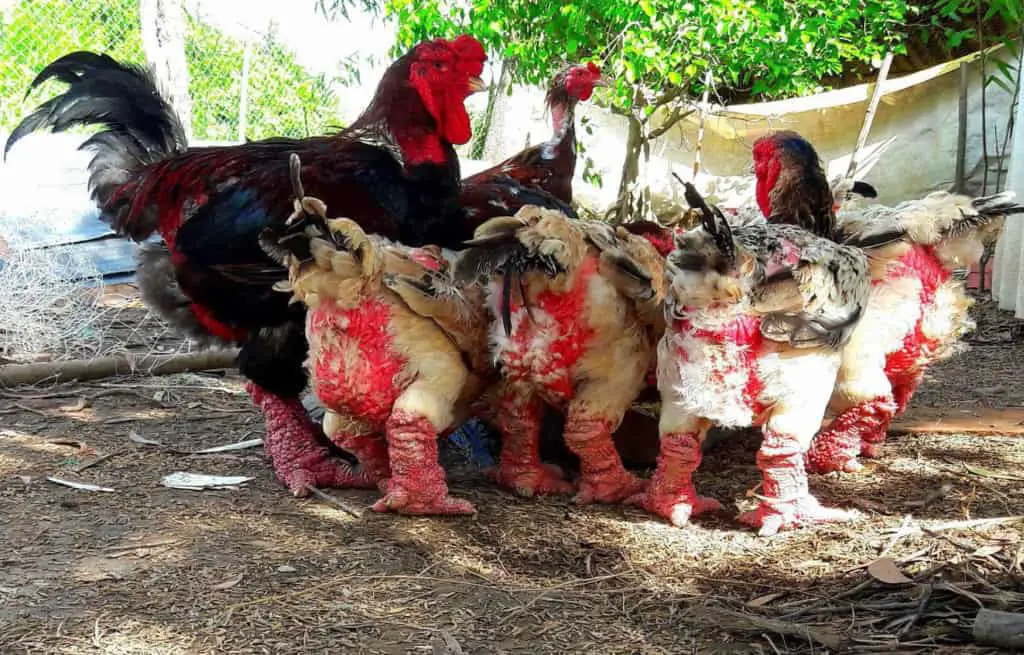 pollo dragón vietnamita