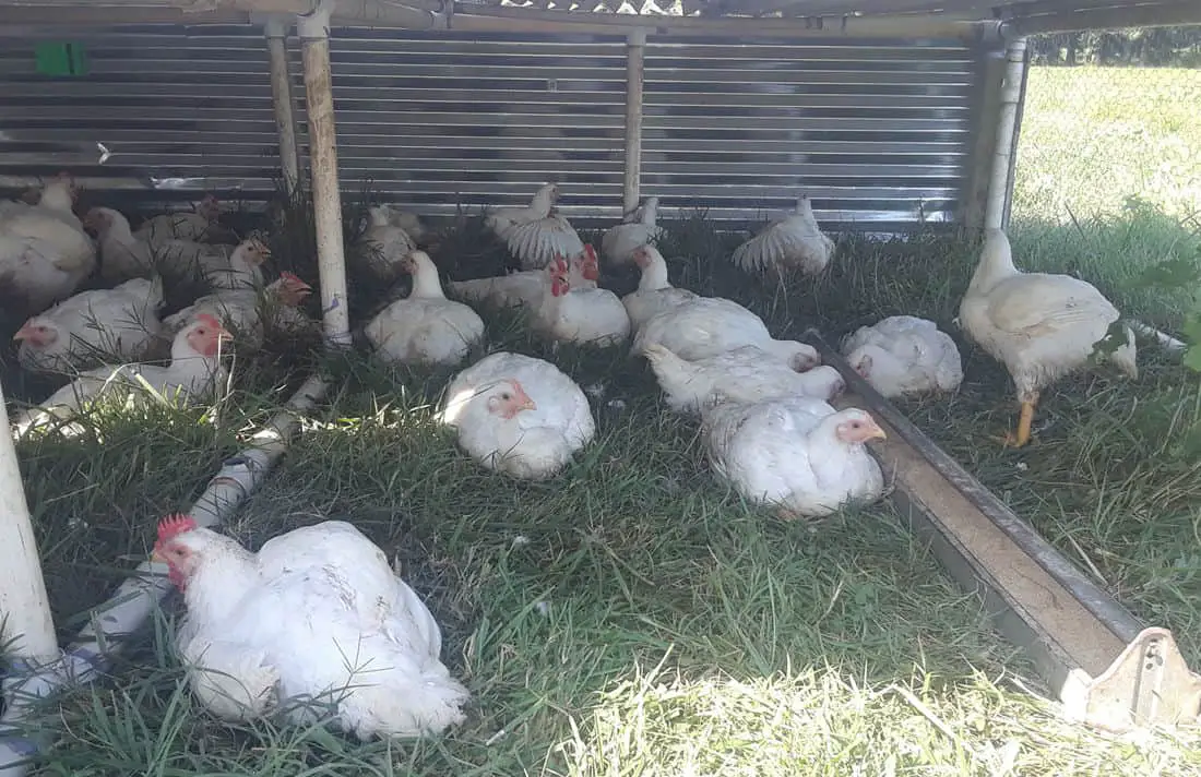 cuantos pollos hay en una bandada