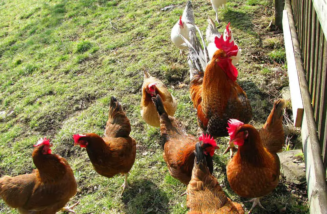 con cuantos pollos debo empezar