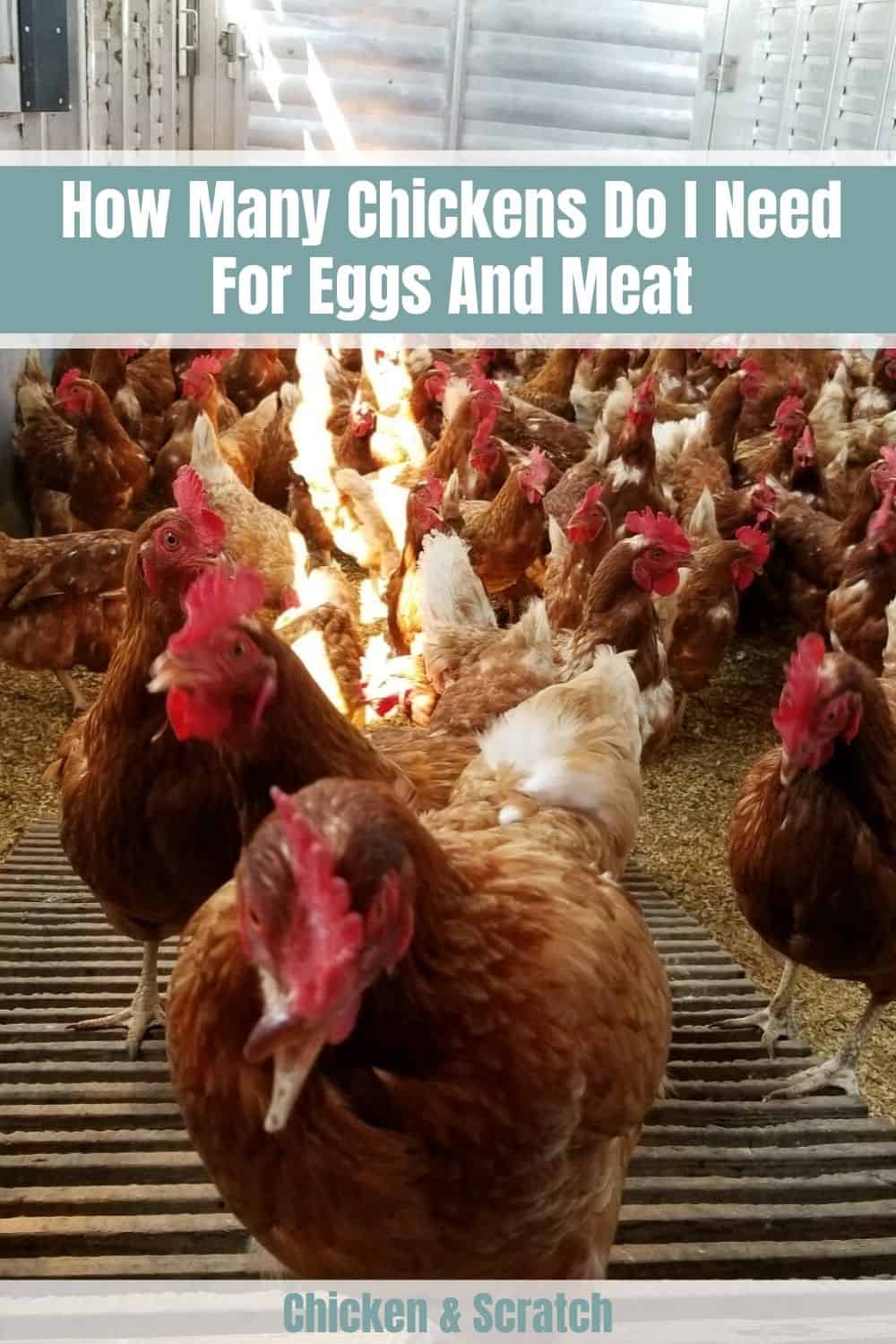 cuantos pollos debo comprar