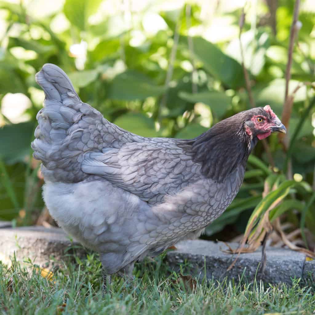 pollo con gema de zafiro
