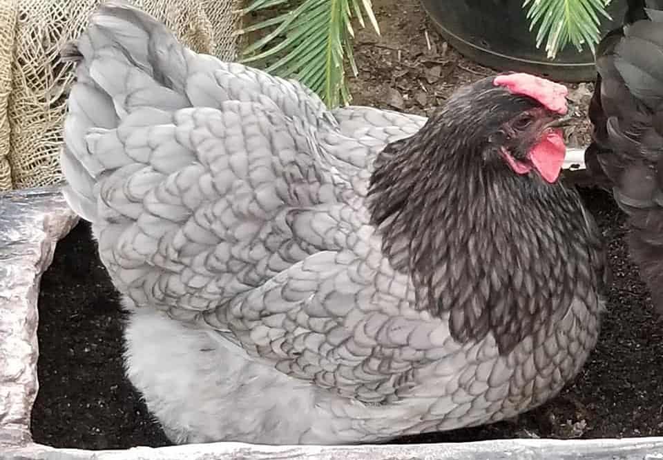 pollo con gema de zafiro