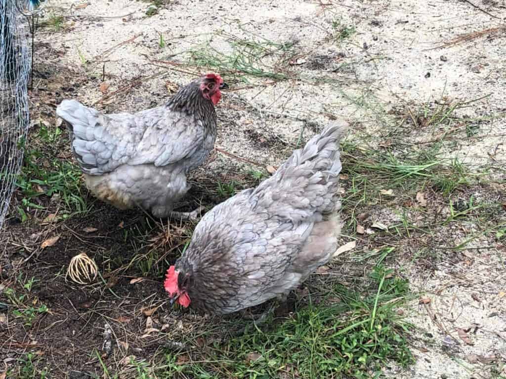 zafiro gema gallina