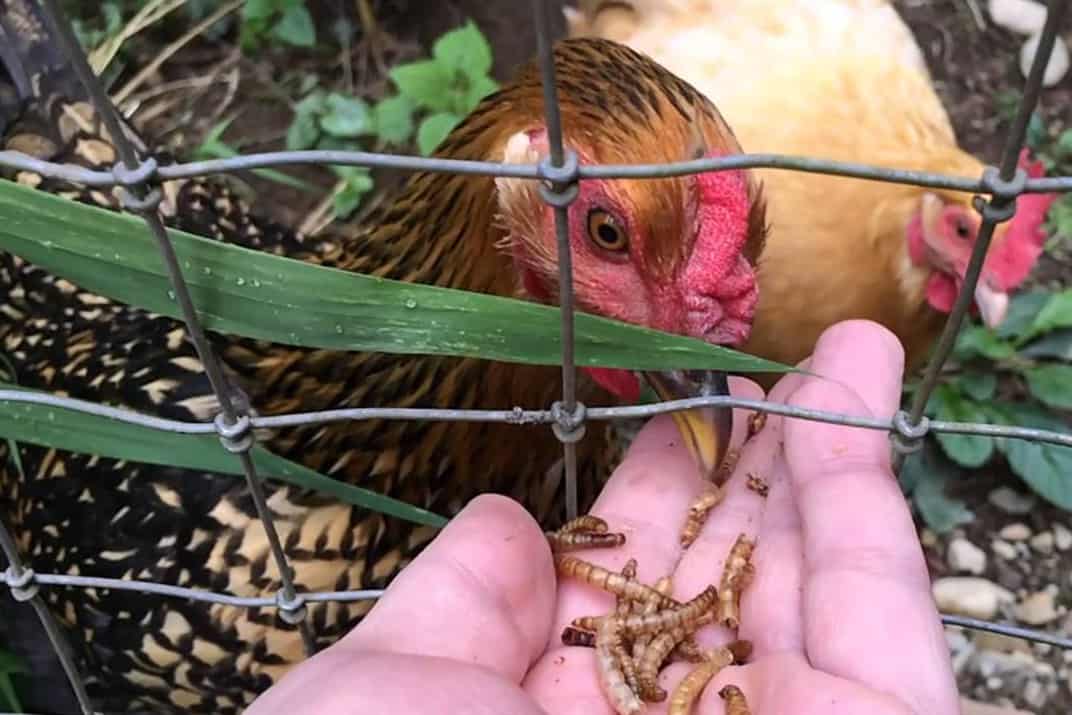 alimentar a los pollos con gusanos de la harina