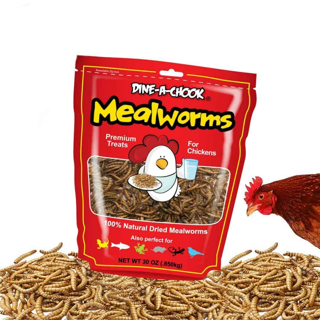 las gallinas pueden comer gusanos de la harina