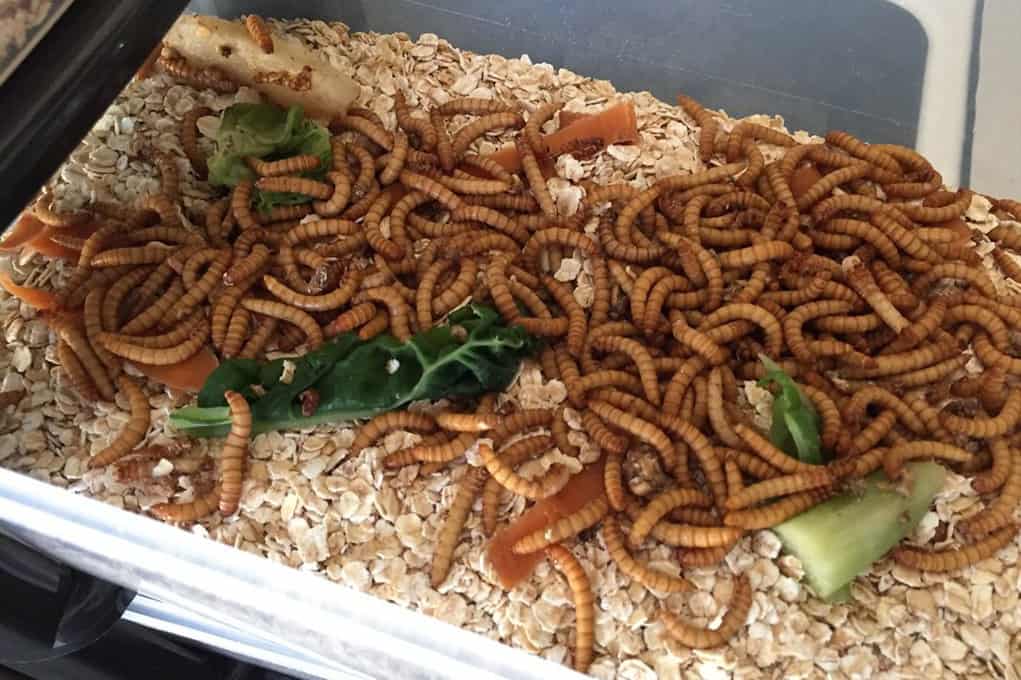 gusanos de la harina de pollos