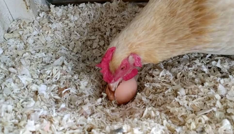 pollo come cáscaras de huevo