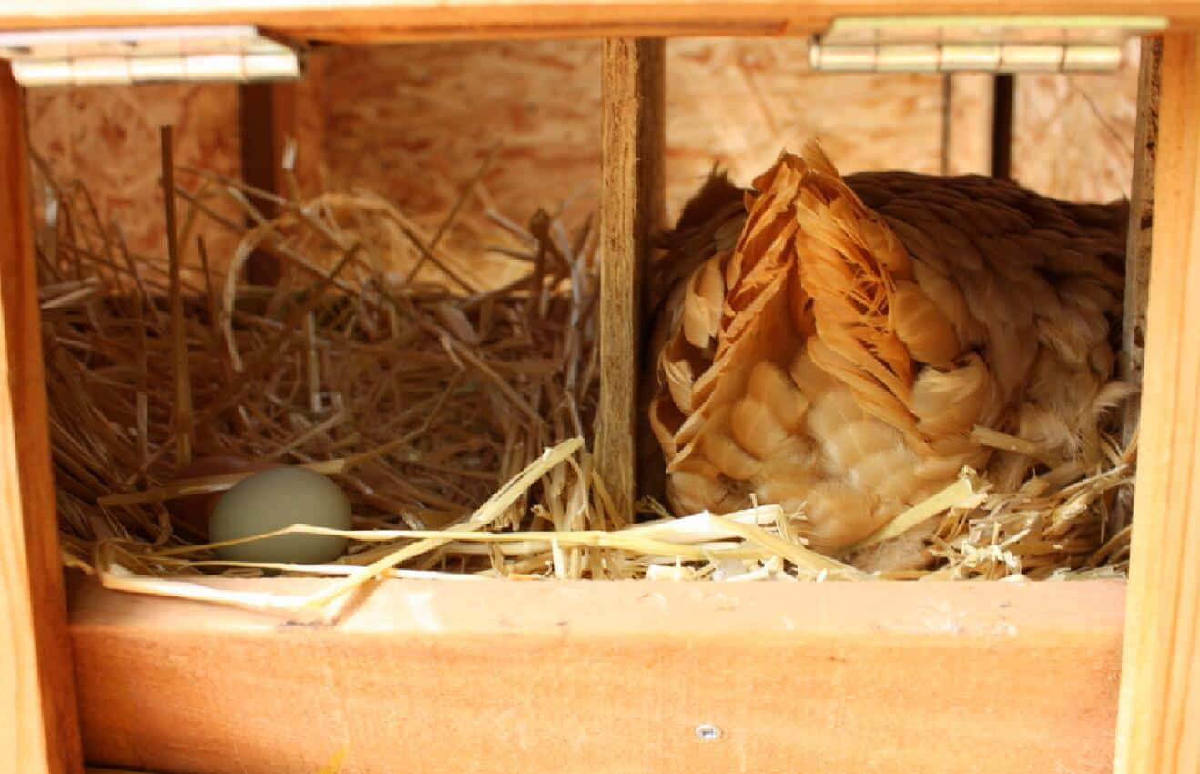 cuantas gallinas por caja nido