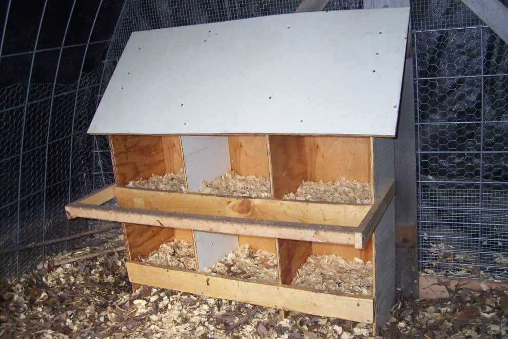 cuantas gallinas por caja nido