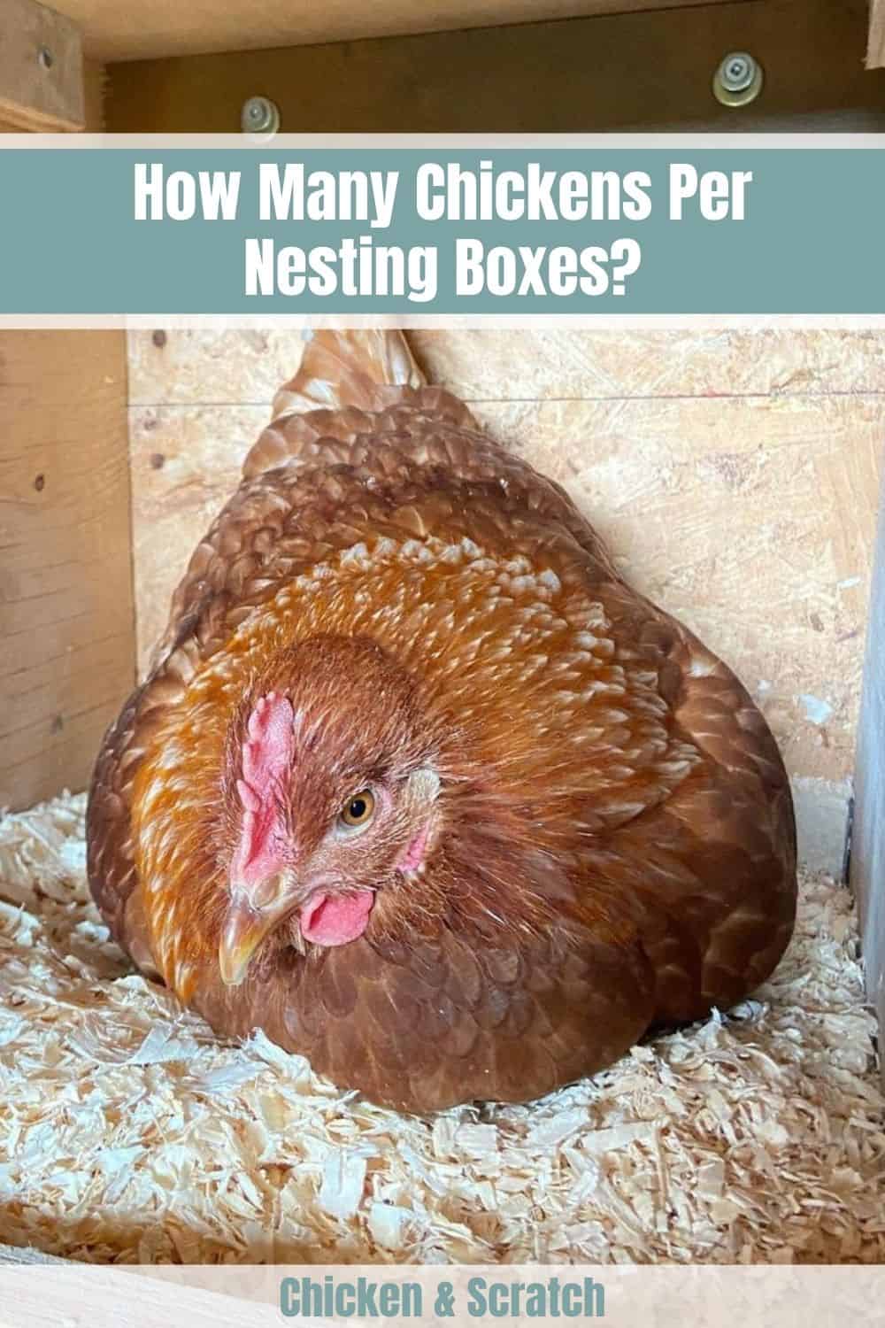 cajas nido por pollo