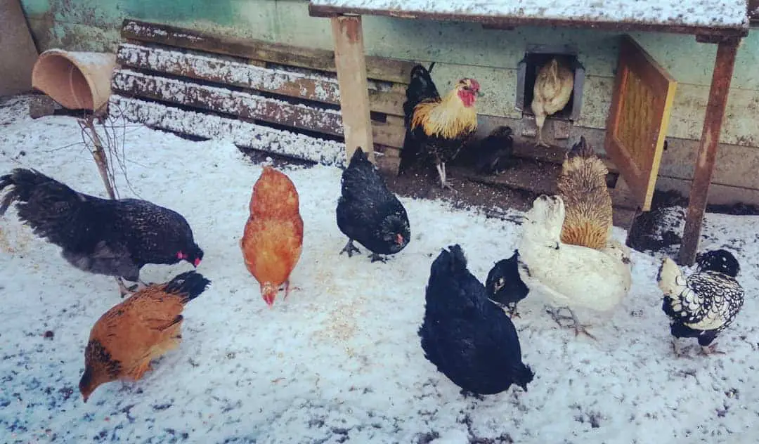 las gallinas se ponen en invierno