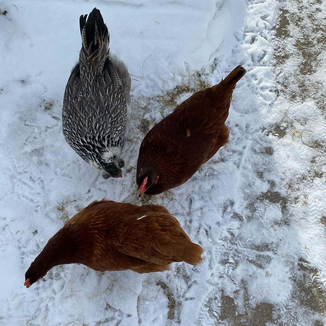 las gallinas ponen huevos en invierno