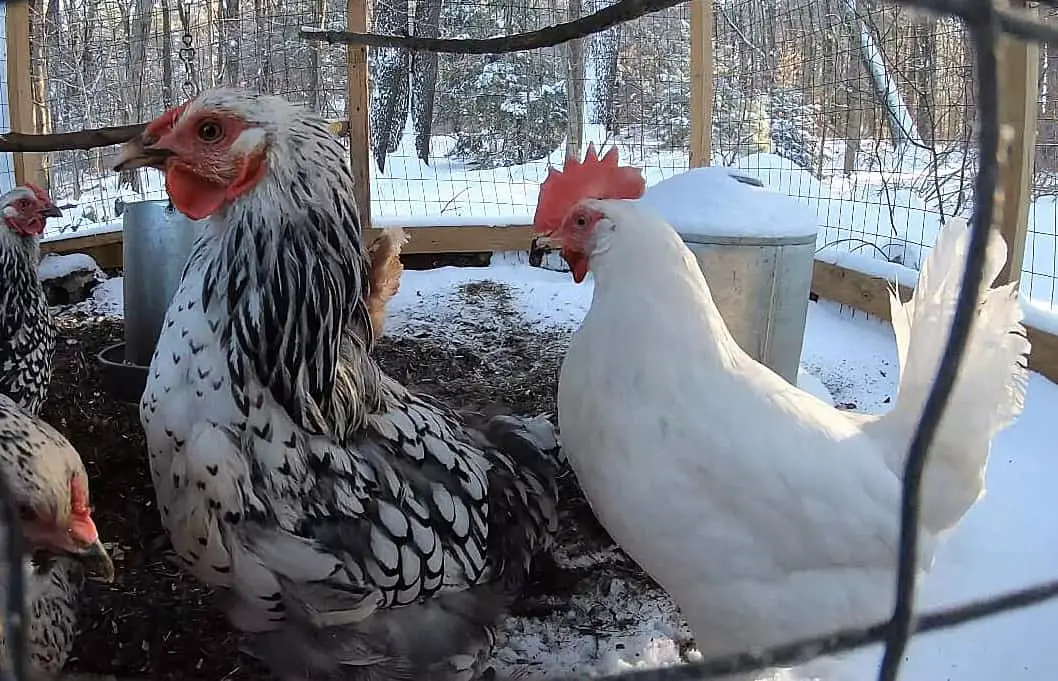 las gallinas dejan de poner huevos en invierno