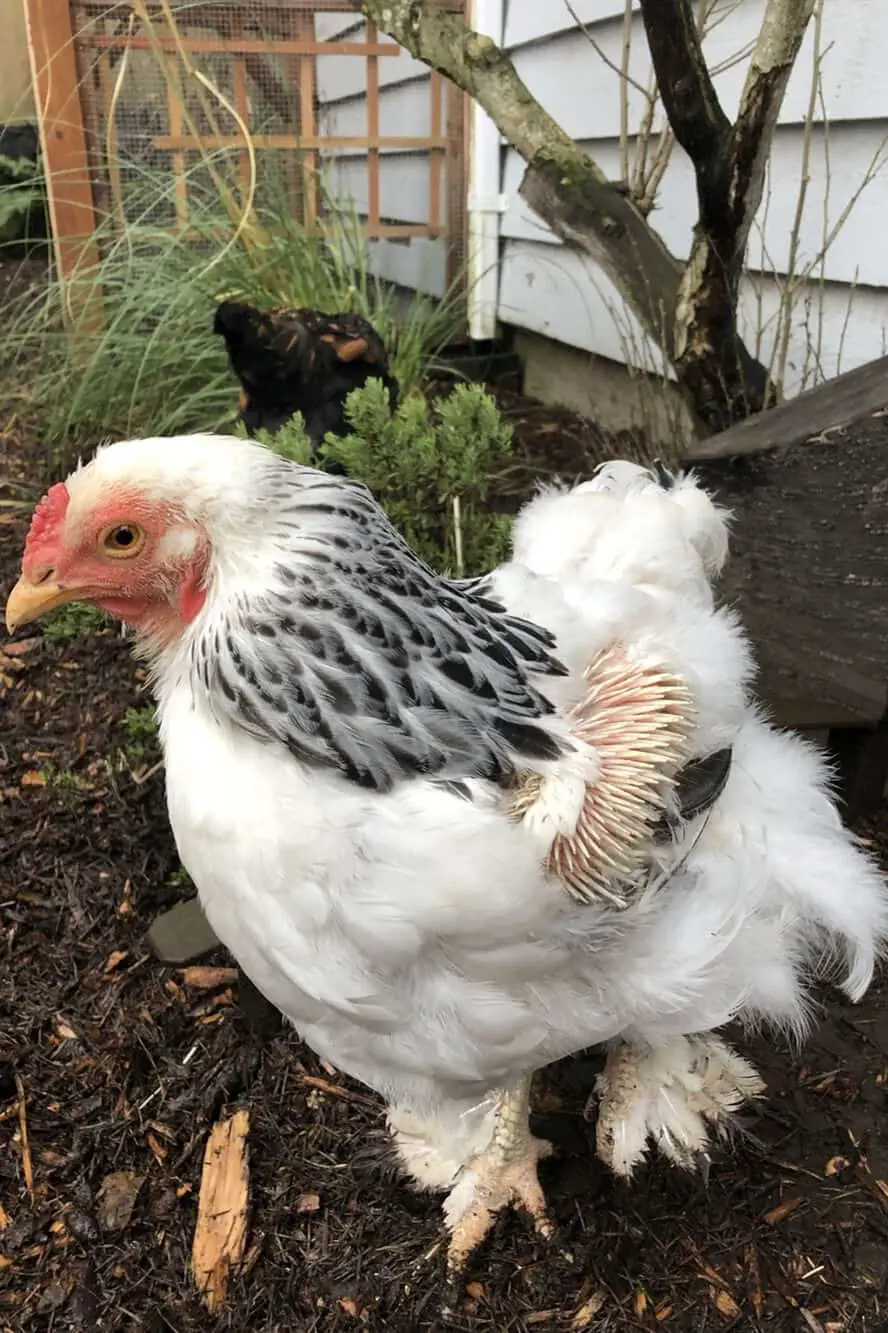 gallinas poniendo huevos en invierno