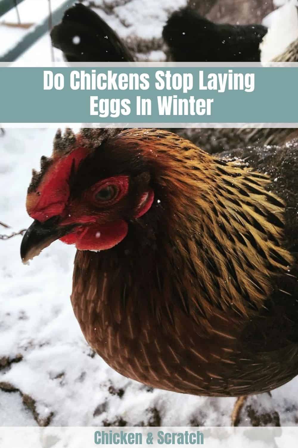 las gallinas ponen huevos en invierno