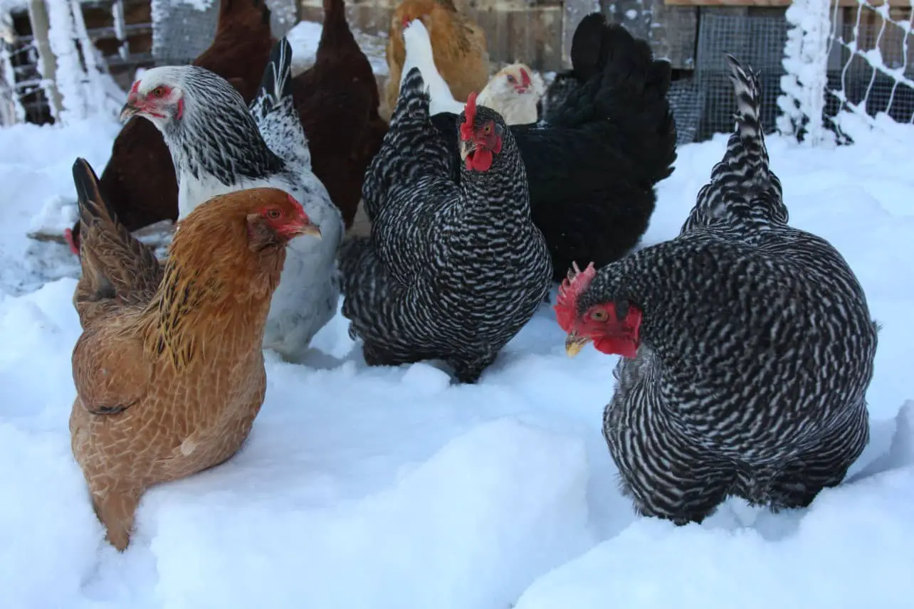 gallina poniendo huevos en invierno