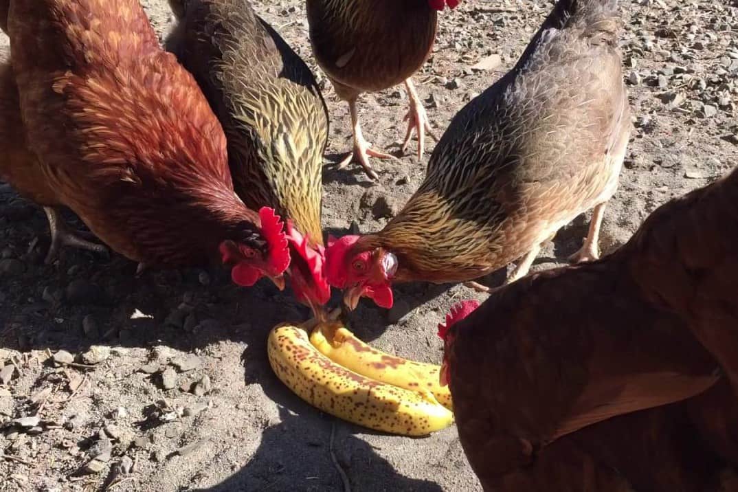 pollos plátanos