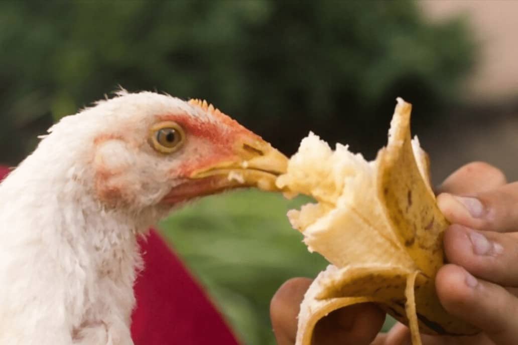 las gallinas pueden comer platano